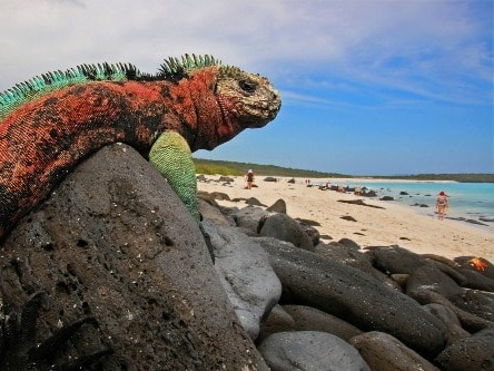 Situated in the Pacific Ocean some 1,000 km from the South American continent, these 19 islands and the surrounding marine reserve have been called a ...