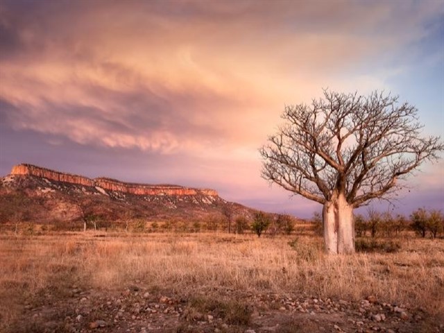 The location for many of the scenes of Baz Lurhman’s romantic outback film, Australia, The Kimberley is home to incredible waterholes, a crocodi...