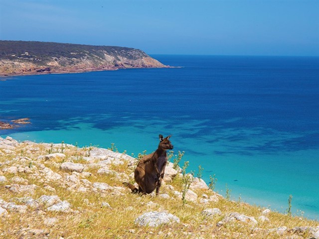 Nestled off the coast of South Australia, Kangaroo Island is the perfect destination to disconnect and get back to nature and enjoy the “real Au...