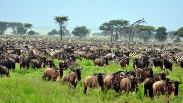 Tanzania’s oldest and most popular national park, also a world heritage site and recently proclaimed a 7th world-wide wonder, the Serengeti is f...