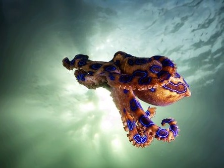 Not many people consider the octopus to be very dangerous, and they are often sea creatures that are transformed into cartoon characters on children&r...