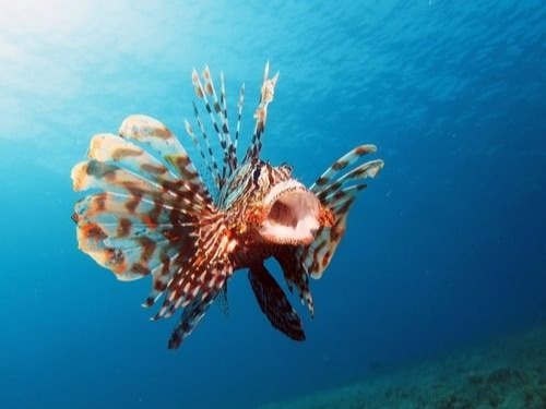 The lionfish is another well-known venomous fish. However, people would not believe it was venomous when they are looking at it. Although it...