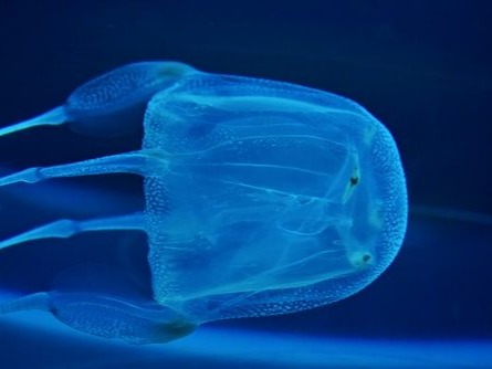 Not all jellyfish are dangerous, but the venom of the box jellyfish makes up for all of its relations. Its venom is mostly used to kill small pre...