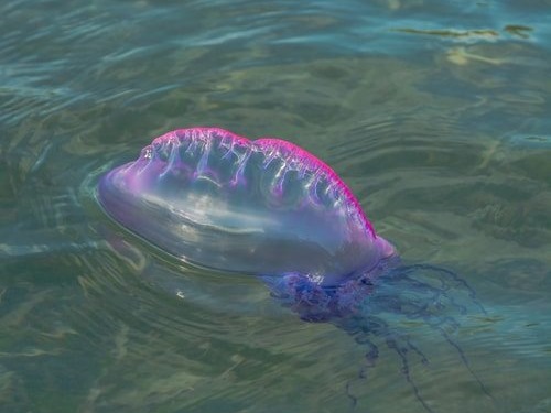 The Portuguese man-of-war is one of the most enigmatic dangerous animals in the ocean. It is an invertebrate that is often mistaken for a jellyfi...