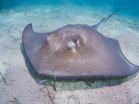 The stingray is a fickle creature. It enjoys spending time in shallow waters that are temperate in nature. You can find stingrays off the co...