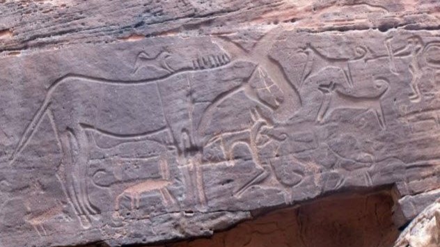 In Saudi Arabia, recently uncovered rock art depicts what could be dogs tethered to the waists of hunters. The carvings at Shuwaymis and Jubbah s...