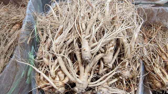 This gnarled rhizome is perhaps one of the best known of the Chinese herbs. The name literally translates to “human root” because the shap...