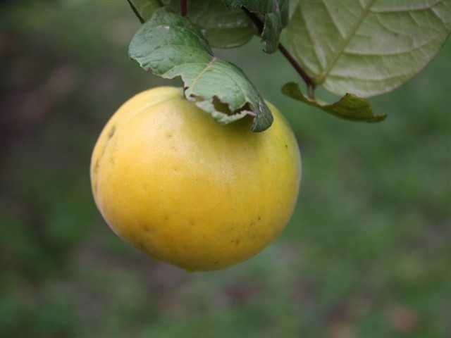 Araçá is a small fruit that comes from a species of fruiting tree native to the Amazon, and is best served in a processed form, such as ...