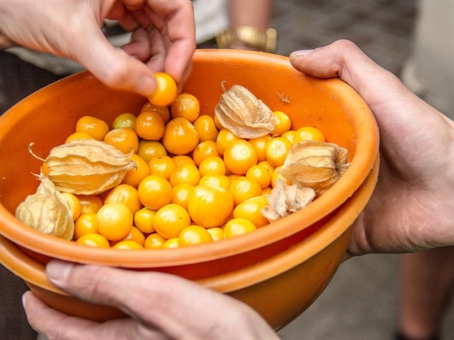 Also known as the cape gooseberry fruit, the little golden uchuva berries are one of the latest superfood crazes, and with good reason: a 100g (four-o...