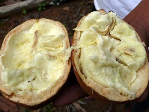 Copoazú is yet another amazing, nutritious fruit from the Amazon regions of Colombia, and contains high levels of Vitamin C, as well as pectin,...