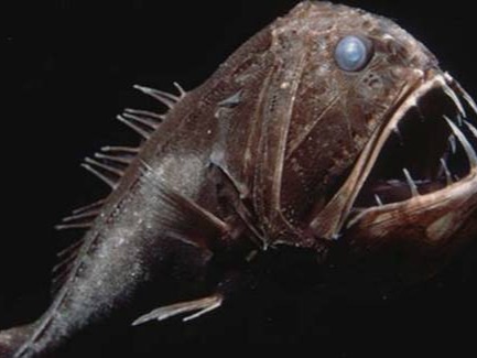 This fish is also nicknamed as the Ogrefish. But the Fangtooth is not totally a dangerous fish; in fact, it is just its frightening aspect what makes ...