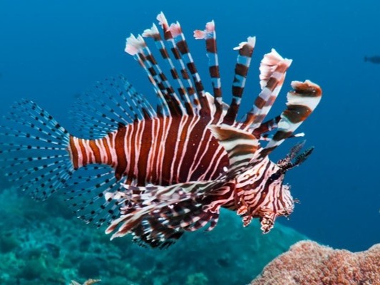 The lionfish is a very dangerous fish especially for divers. It’s found in the tropical Indian and Western Pacific Oceans, especially in reefs, ...