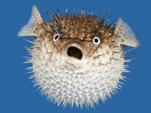 A fish that cannot miss in the list of the 10 most dangerous fish: The popular blowfish. This fish has developed the ability to inflate to defend agai...