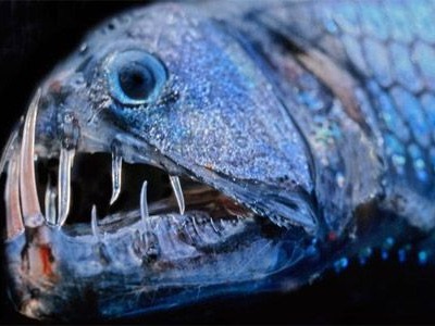 The Viperfish usually lives at depths of up to 2000 meters and uses its bioluminescent organs to hunt preys when sunlight doesn’t penetrate the ...