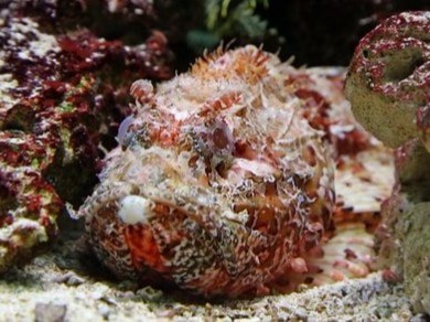 The stonefish couldn’t miss in this list of 10 most dangerous fish; although it’s a shy and little known fish, it could be even the world&...