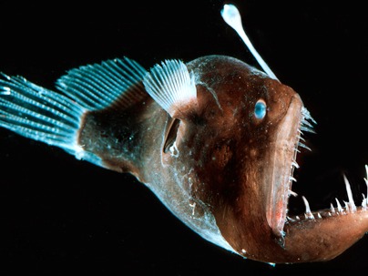 This dangerous fish besides being in these top 10 most dangerous fish should also be in the top 10 world’s ugliest animals. It lives in deep wat...