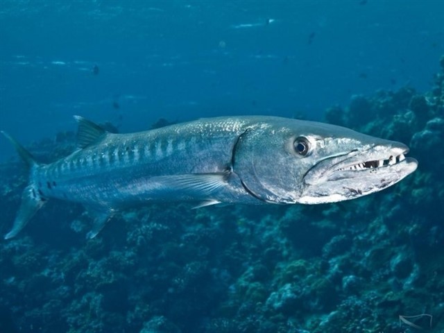 Barracuda also belong to the genus of deep-sea carnivorous fish. The main characteristic of these dangerous fish is that they can attack their prey ve...