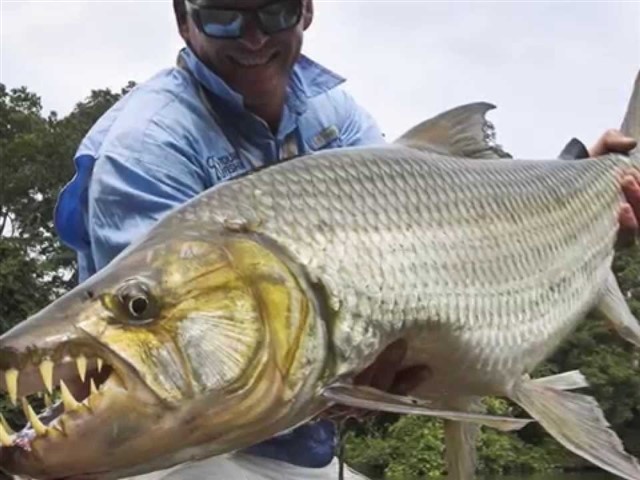 The Goliath tigerfish, as its nickname indicates, is a highly ferocious and fearsome fish. This is the largest member of the tigerfish family, a genus...