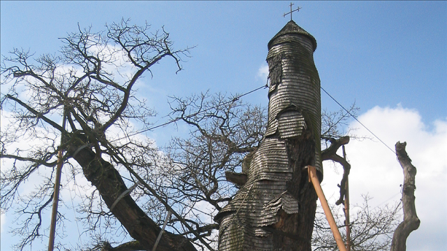 The Chêne chapelle is an oak tree located in Allouville-Bellefosse in Seine-Maritime, France. The oak tree is between 800 and 1,200 years old. I...