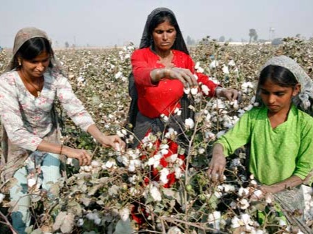 Cotton Production in Thousand Metric Tonnes: 2,308