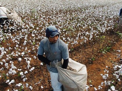 Cotton Production in Thousand Metric Tonnes: 1,524