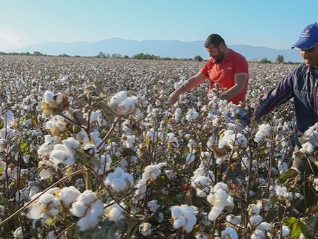 Cotton Production in Thousand Metric Tonnes: 697