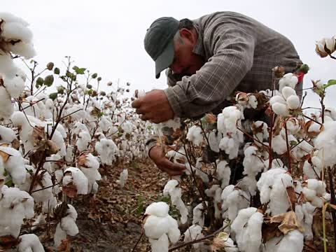 Cotton Production in Thousand Metric Tonnes: 297